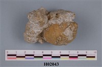 藏品(東瀛鬘螺)的圖片